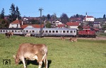 Vorbei an den glücklichen bayerischen Milchkühen fährt 169 005 in Saulgrub ein. (18.10.1977) <i>Foto: Peter Schiffer</i>