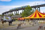 Ein 445 als RE 21081 nach Hamburg auf der Rendsburger Hochbrücke. Der Zirkus Probst reist mit mehr als 60 Tieren durch Deutschland, angefangen vom edlen Araberpferd bis hin zu Lamas und Ziegen. Der Zirkus ist übrigens stolz auf seine vorbildliche Tierhaltung. (07.08.2022) <i>Foto: Thorsten Eichhorn</i>