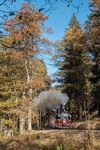 Am Haltepunkt Forellenhof dampft 99 1594 durch den goldenen Herbstwald. (29.10.2022) <i>Foto: Joachim Schmidt</i>